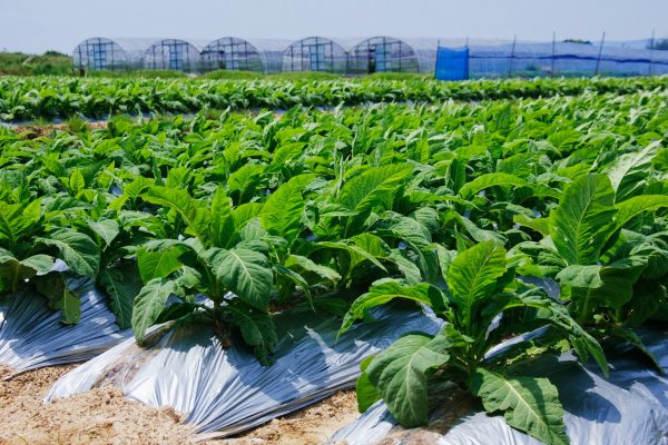 Rows of Tobacco Plants Rows of Tobacco Plants